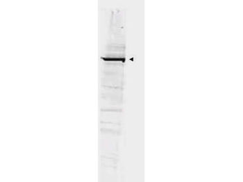 GGA1 Antibody