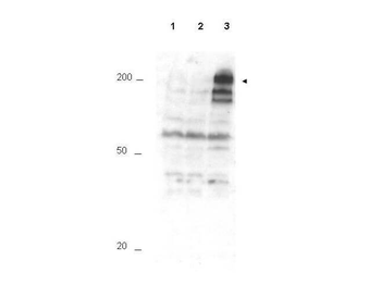 APC1 phospho S355 Antibody