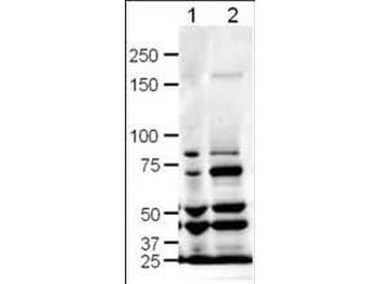 Slit1 Antibody