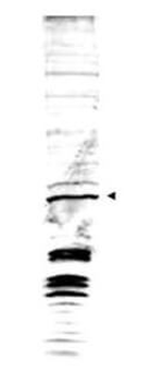 swi6 Antibody