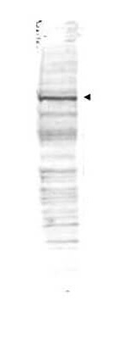 CDC27 Antibody