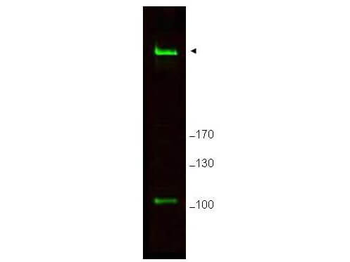 Rif1 Antibody