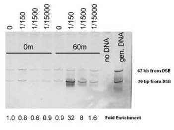 MRE11 Antibody