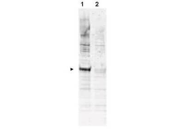 APC6 phospho T580 Antibody
