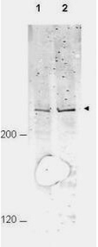 APC1 phospho S377 Antibody