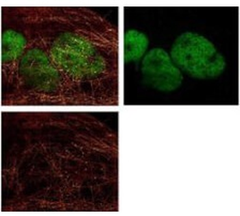 HDAC1 (C-terminus) Antibody
