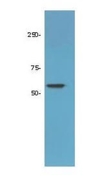 HDAC1 (C-terminus) Antibody