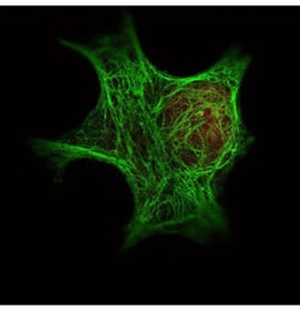 HDAC1 (C-terminus) Antibody