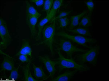 Alpha-Tubulin Antibody