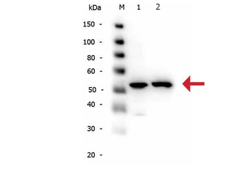 Alpha-Tubulin Antibody