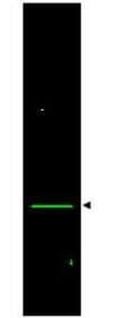 VDAC1 Antibody