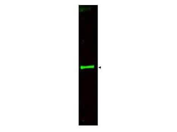SLIT3 Antibody