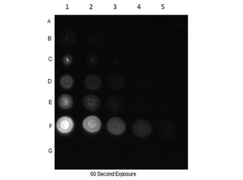 CDC27, D0S1430E Antibody