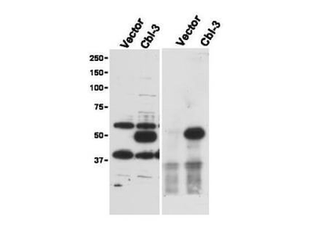 Cbl-c Antibody