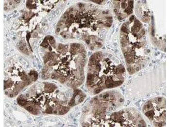 Cbl-c Antibody