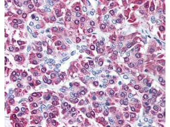 Cbl-c Antibody