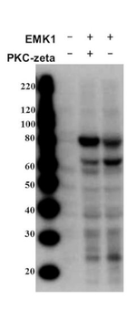 MARK2 phospho T595 Antibody