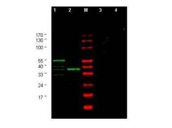 CHK1 Antibody