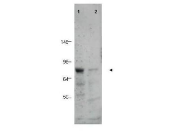 BORIS Antibody