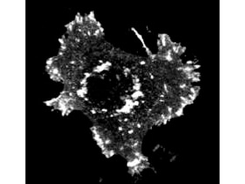 Asap1 phospho Y782 Antibody