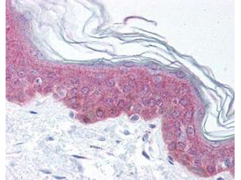 Asap1 phospho Y782 Antibody