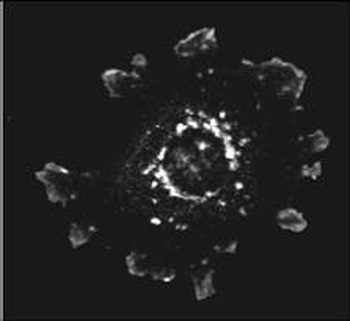 Asap1 Antibody