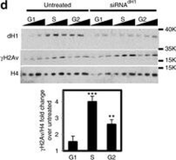 Histone H2AvD phosphoS137 Antibody