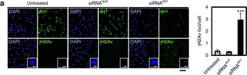 Histone H2AvD phosphoS137 Antibody