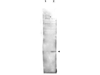 Histone H2AvD phosphoS137 Antibody
