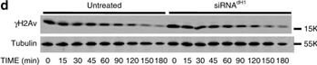 Histone H2AvD phosphoS137 Antibody