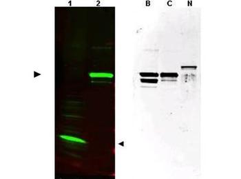 SPANXC Antibody