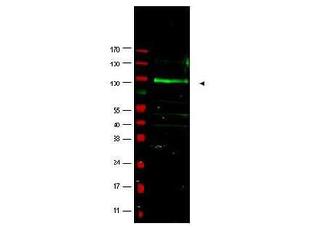 FBXO9 Antibody