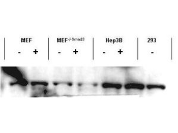 SMAD3 Antibody