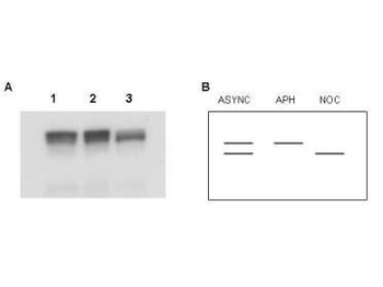 MCM2 Antibody