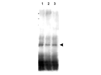 Mer2 Antibody