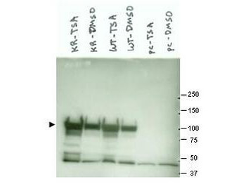 HSP90AA1 Antibody