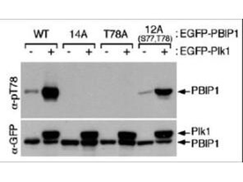 CENPU Antibody