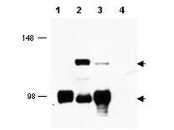 CRTC1 Antibody
