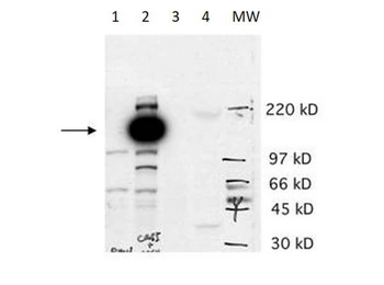 Cas5 Antibody