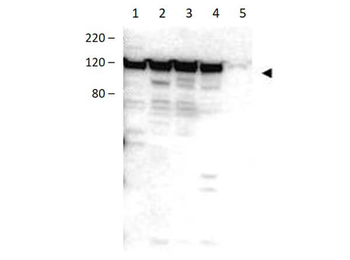 Myosin 1G Antibody