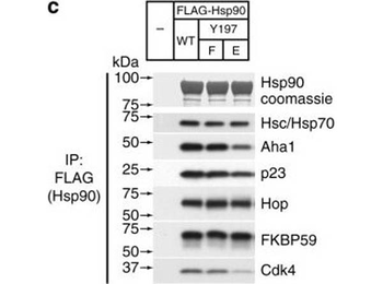 AHA1 Antibody