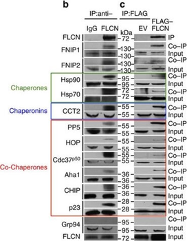 AHA1 Antibody