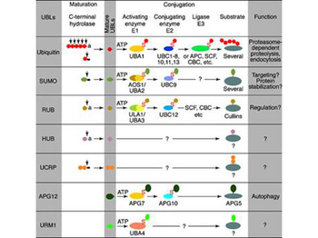 UBE2J1 Antibody
