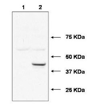UBE2J1 Antibody