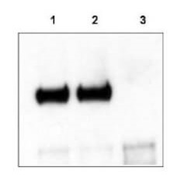 TrkCT1 Antibody