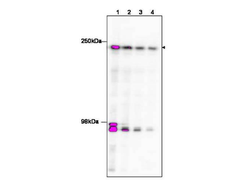 TAF1 Antibody