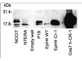 TDGF1 Antibody