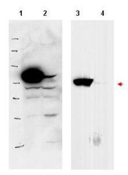 RSL1D1 Antibody