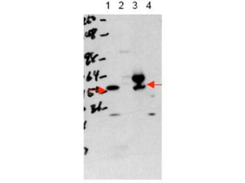 THRA Antibody
