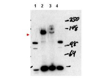 NCOA3 Antibody